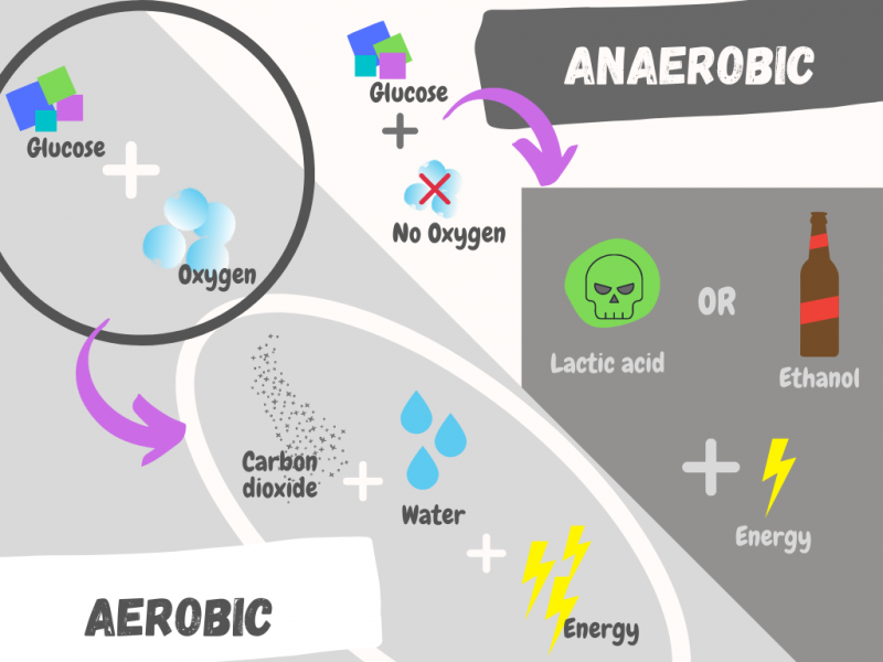 anaerobic respiration