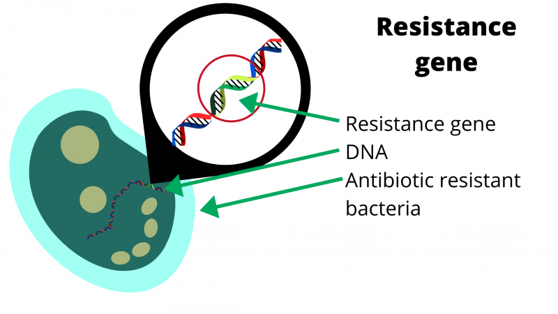 resistance gene